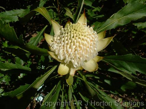 Waratah White 